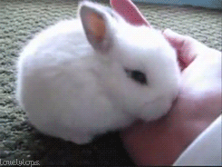 Teeny tiny baby white bunny nuzzles into an opened hand. The ears are roughly the size of your thumb.