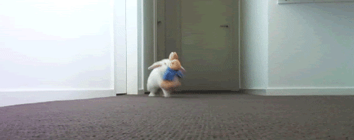 White rabbit with floppy ears hops down hallway, carrying a soft rabbit stuffed toy.