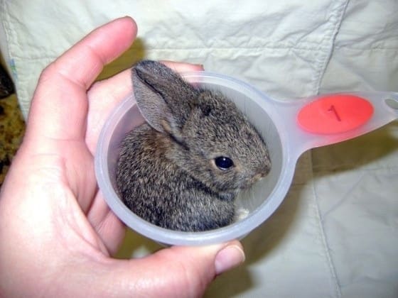 Tiny gray rabbit sitting inside in a one cup measuring cup. The ears are extra smol.