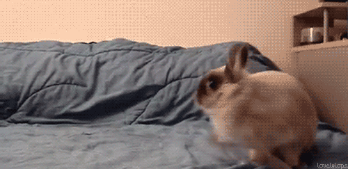 Medium sized tan rabbit binkying on a mattress. This bun has the energy.