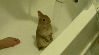 Small brown rabbit being showered by human. The bun looks confused and uncomfortable.