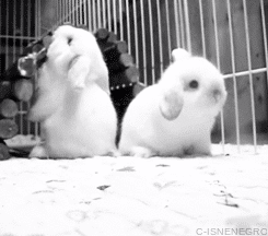 Two teeny tiny fluffy white buns. One falls over backwards, as if it is absolutely, positively over this nonsense.
